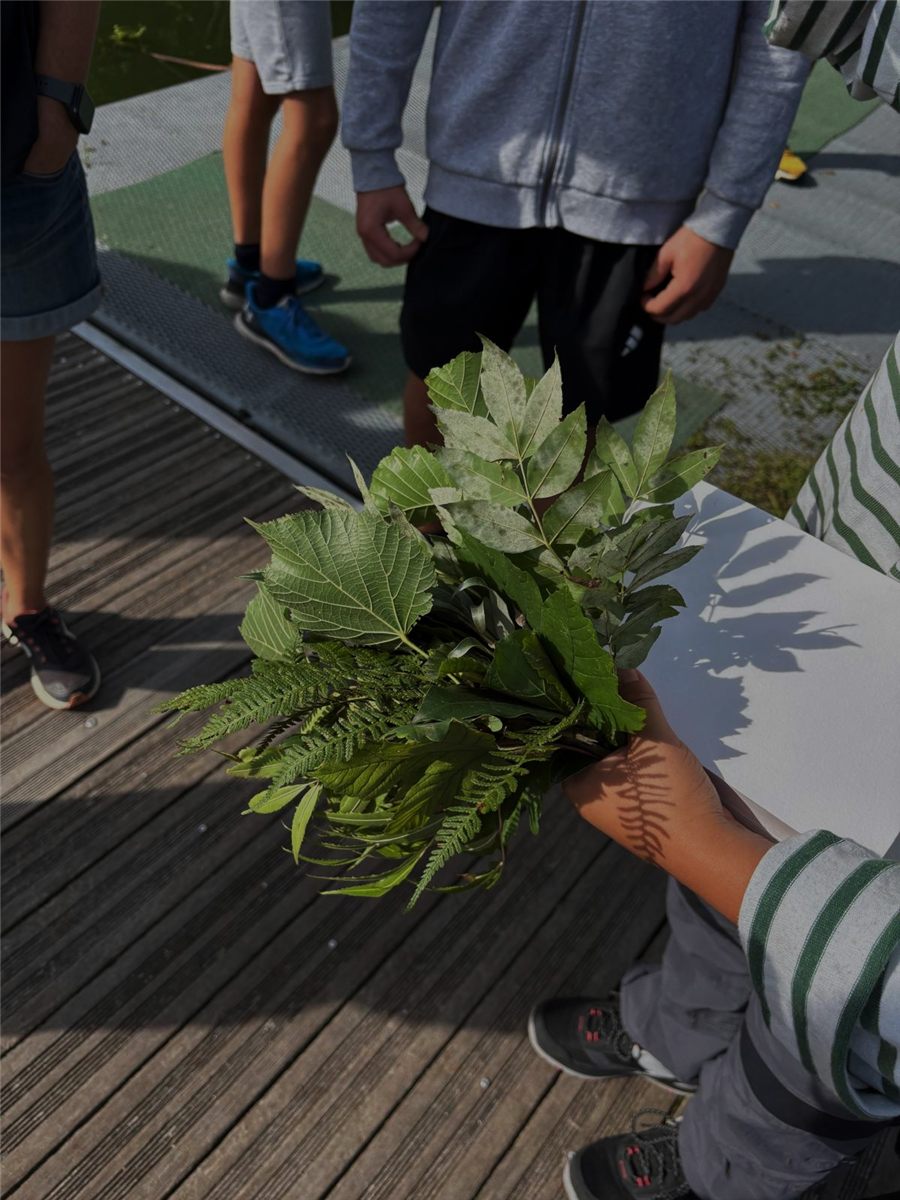 Pressed leaves collected from the site